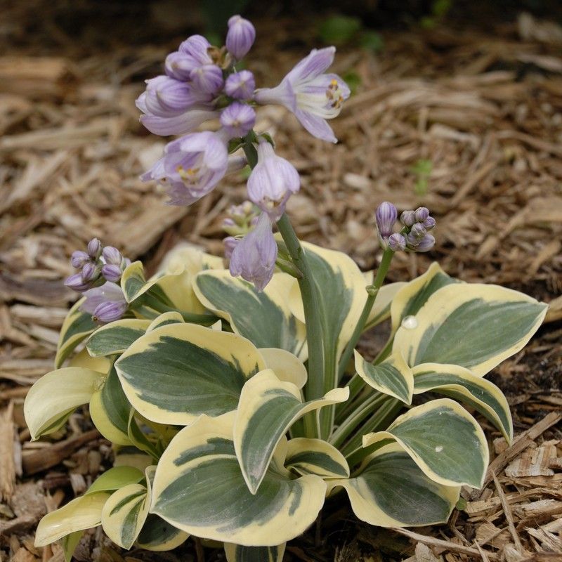 хоста майти маус mighty mouse. хоста фростед маус. хоста magical mouse ears. хоста микки. хоста маус кападес.