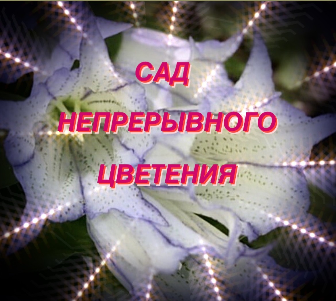 Сад непрерывного цветения