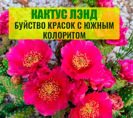 CACTUS.MSK