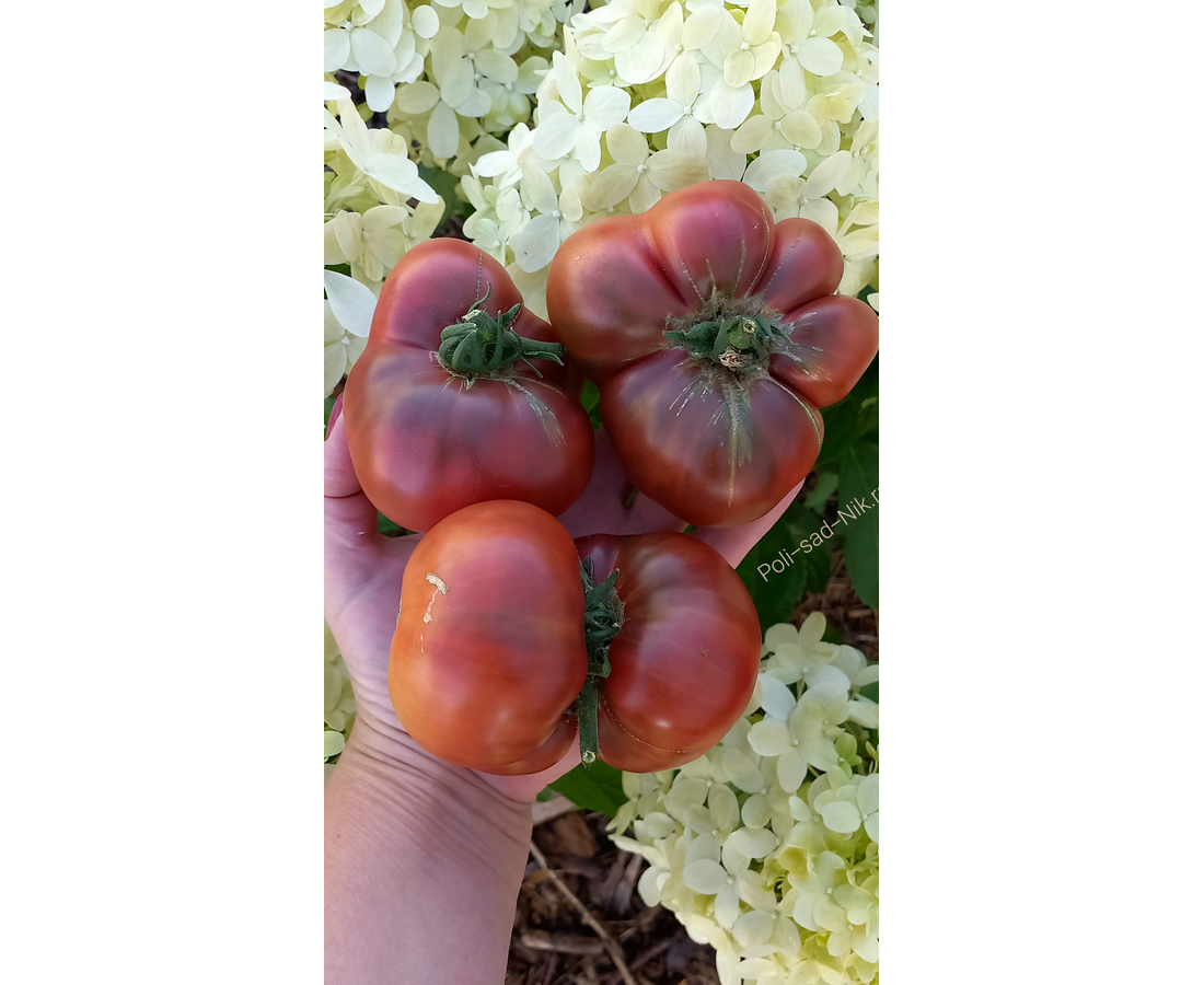 Купить Семена Томата Гном На Авито