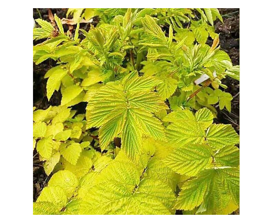 Лабазник ауреа. Лабазник вязолистный вариегата. Таволга вязолистная ауреа. Лабазник вязолистный aurea. Лабазник вязолистный ауреа.