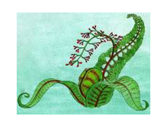 Greenraritet