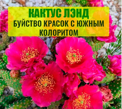 CACTUS.MSK